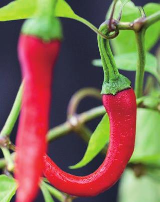 Kommersiellt odlas det mycket Cayenne i Afrika, Indien, Mexiko och södra USA. Den torkade kryddan kajennpeppar är känd sedan 1795. Ibland används Cayenne som ett samlingsnamn för alla chilifrukter.