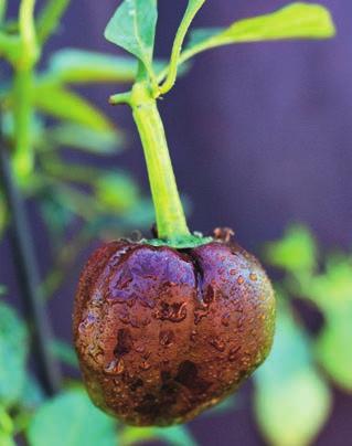 Chilhuacle Negro Ursprung: Mexiko Höjd: 60 70 cm Frukt: 4 5 cm, rund, mörkbrun Styrka: 4 (2 500 5 000 shu) Övrigt: