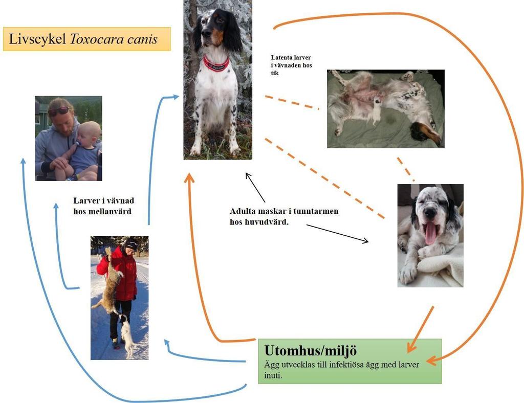 Figur 1: Livscykel till T. canis. Direkt livscykel visas av de orangea pilarna samt de streckade pilarna som visar galaktogen och transplacental överföring av L3 larver till valpar från tiken.