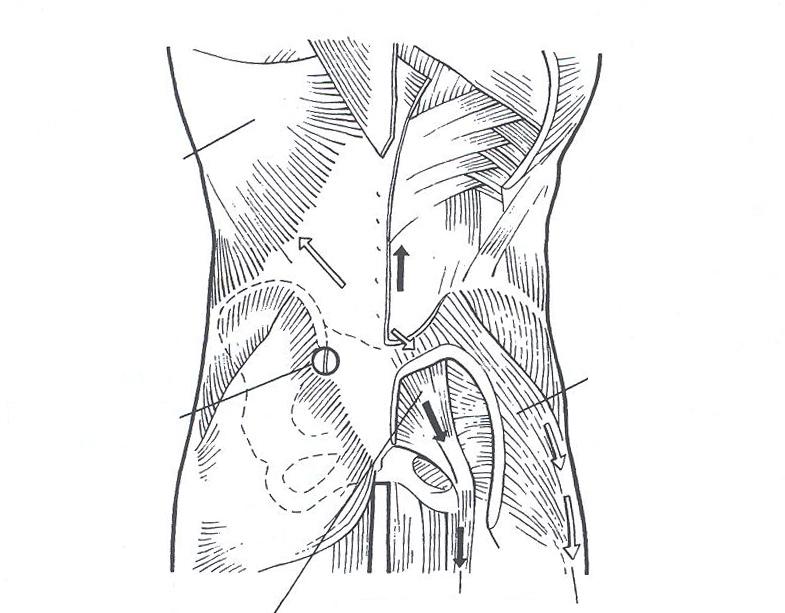 Funktionell stabilitet BIO Latissimus dorsi Gluteus maximus Thorakolumbala fascian Led, Ledkapsel