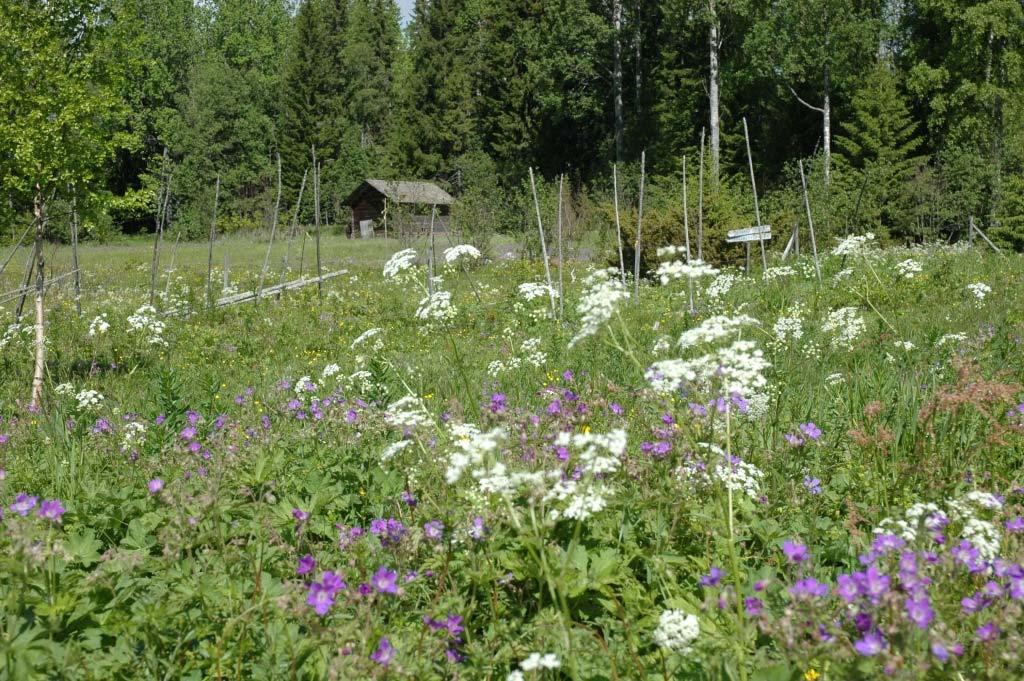 Lada västerut Denna lada, som är belägen i ett skogsbryn mot söder, har en liknande konstruktion som lada österut med en högt sittande lucka på baksidan, en träbrygga och stensatt uppkörsväg vid