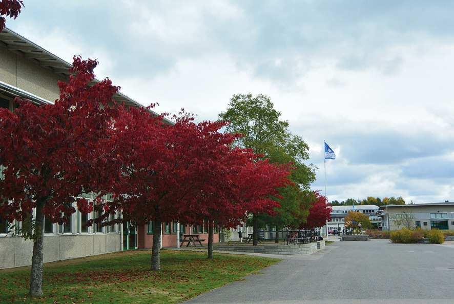 Du kan också välja kurser som du är intresserad av och tycker verkar roliga. Kurserna läses i årskurs 2 och 3. Elever från skolans alla gymnasieprogram kan välja de lesta kurserna.