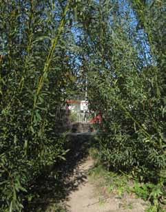 Kulle med rutsch och pilbuskage N Bromstensparken är en lekplats som avgränsas från omgivande gator med en rejäl mur.