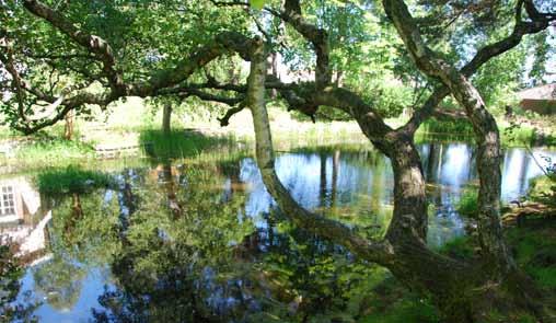 . Naturslänt Kuperad naturmark. Damm. Damm N Lillskogen vid Antons backe är en brant skogsklädd sluttning ner mot Spånga centrum. Här finns en liten utsiktsplats med parksoffa och upptrampade stigar.