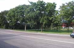 vägområden gröna ytor i anslutning till vägar och trafikleder Bevara och utveckla nuvarande karaktär och värden längs de vägar som redan idag har en grön karaktär.