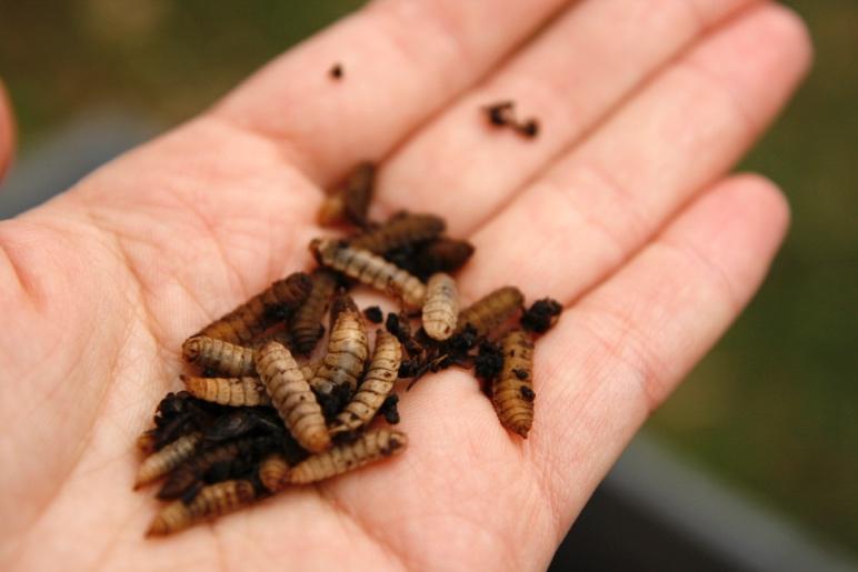 larver på matavfall som blir till foder för en ny