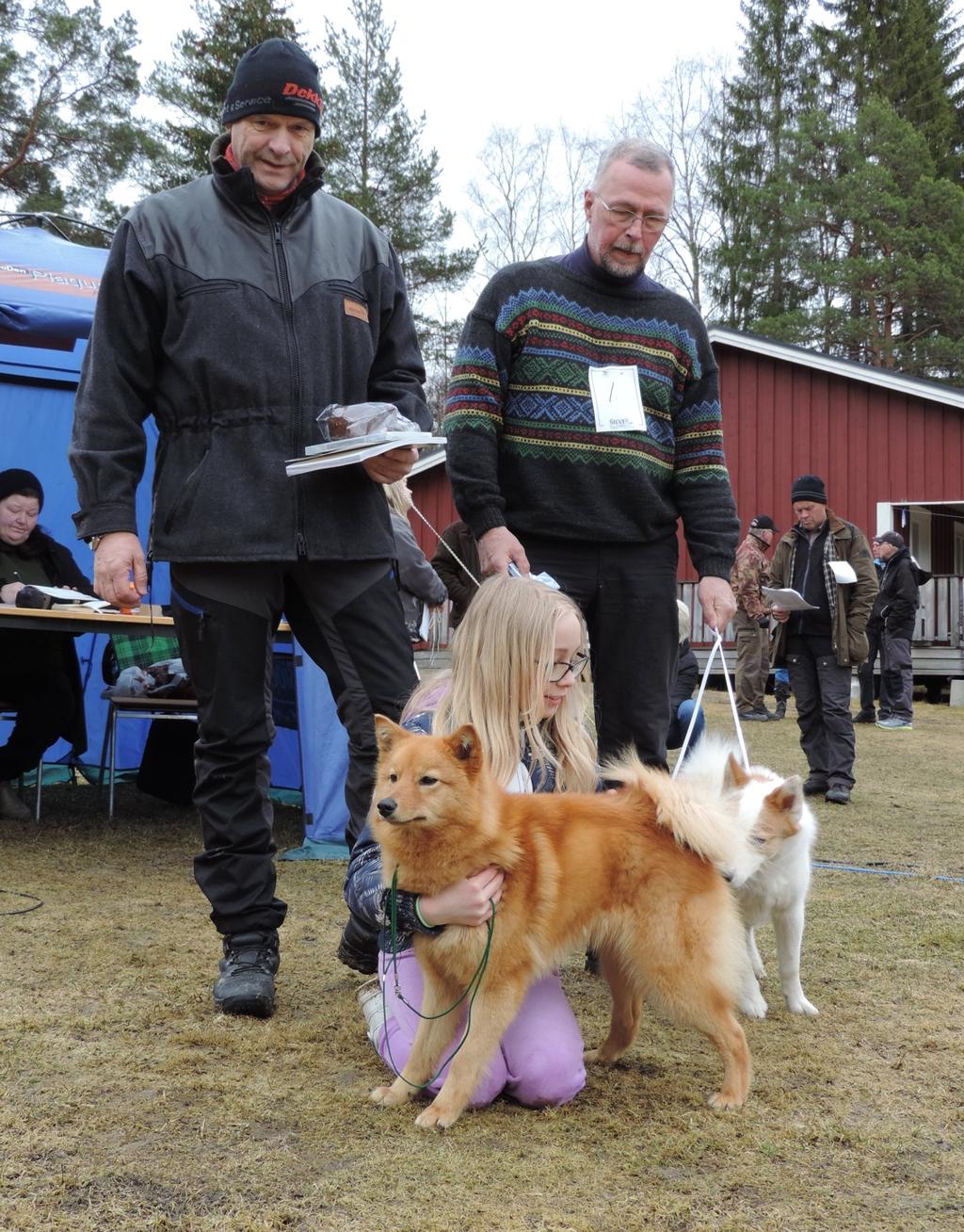 Utställning i Borgsjö 17/4 2016 Dagen började på bästa tänkbara sätt, väderleksrapporten hade ännu en gång fel och vi kunde möta alla hundutställarna med sällskap utan paraply och galoscher!