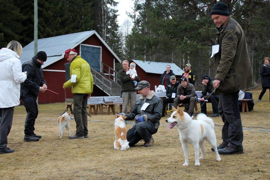 Juniorklass Norrbottenspets Efter de allra yngsta deltagarna så var det dags