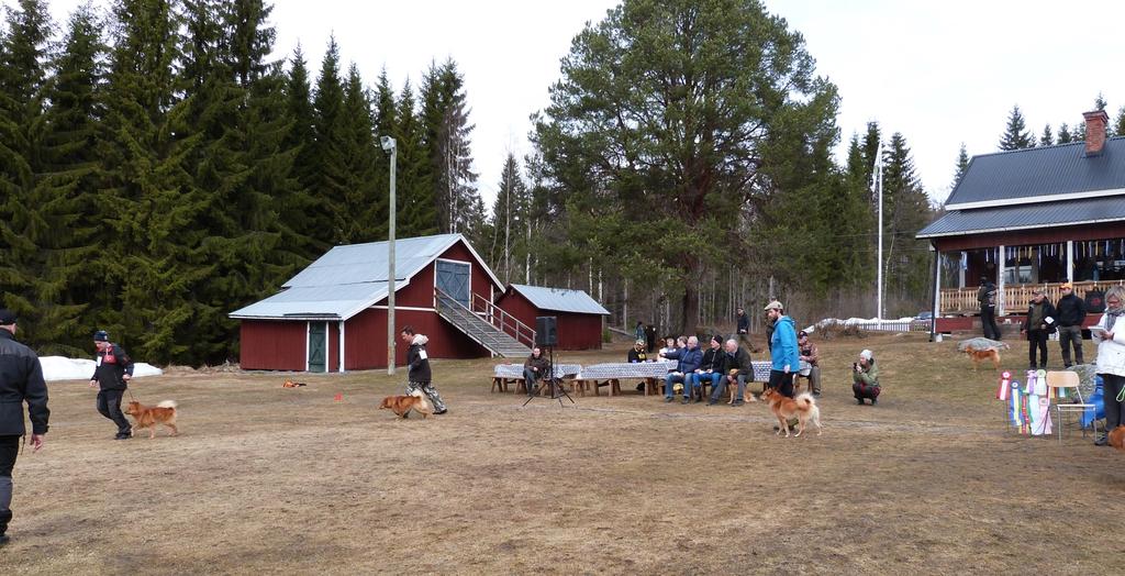 Jakthundsklass Finsk spets Bland hanarna kom det hela 7 stycken till start, det var riktigt roligt, Kvannildalens Jäger-Meister blev placerad
