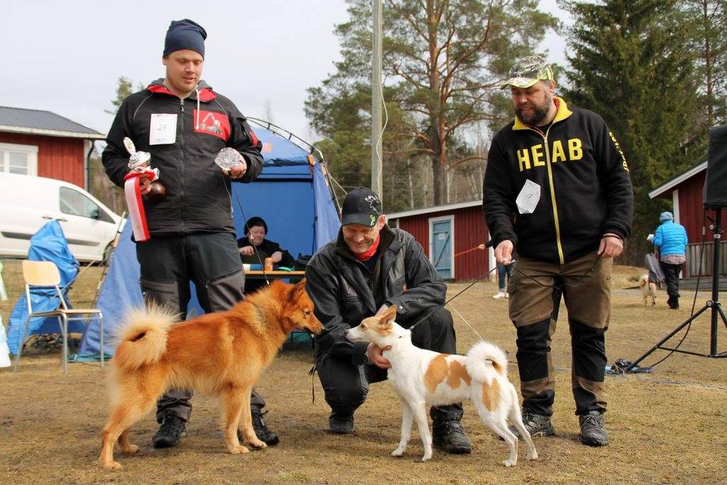 Best in Show När utställningens vackraste hund skulle avgöras hejade publiken fram hundarna och domare Arild hade verkligen ett svårt beslut att fatta med två riktigt vackra hundar.