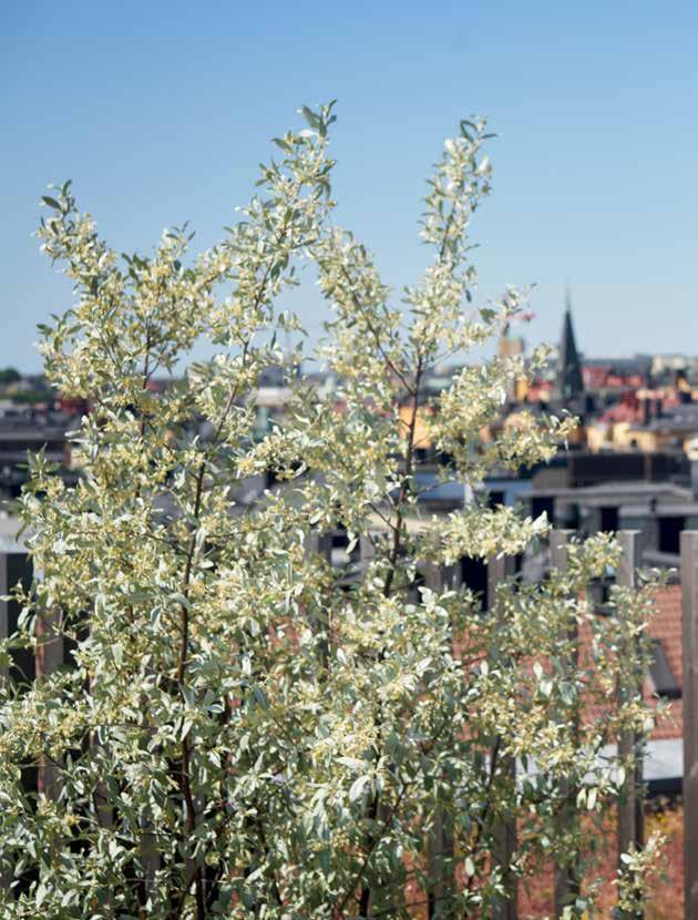 STADSUTVECKLING Nya platser där livet ska levas. Länge leve staden. En hyllning till vår arena, men också en viktig vägvisare.