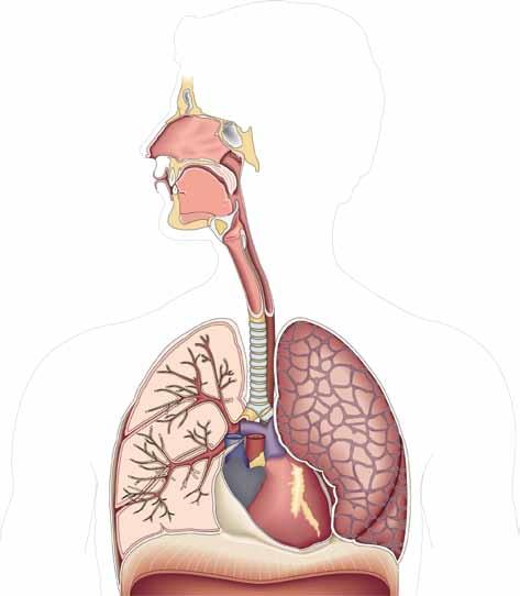 Transportsystem Struplock broskskiva som fälls ned och stänger för luftstrupen när vi sväljer Lungblåsor små blåsor i lungvävnaden där gasutbytet mellan kapillärer och luft sker Slemhinna
