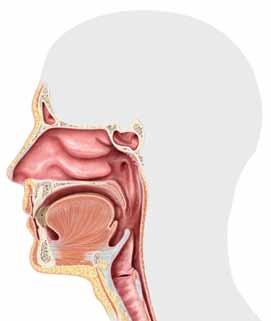 Andningsorganen Andningsorganen består av näsan, näshålan, svalget, luftstrupen, luftrören och lungorna. Lungorna är känsliga organ som ligger skyddade inne i bröstkorgen.