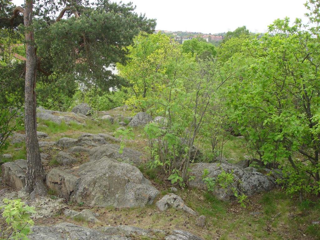 NATUROMRÅDEN Definition enligt parkprogrammet: Sluten till halvsluten skogsmiljö ofta på höjdrygg.