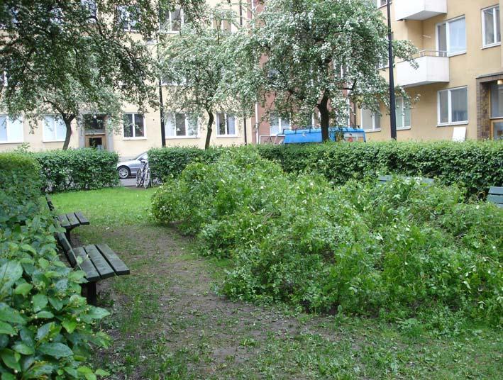 Parktorg vid Essinge Brogata (25) LUXTORGET (26) Söder om Essinge Brogata vid kv Rensnålen finns ett litet parktorg med oxbärshäckar och hagtornsträd.