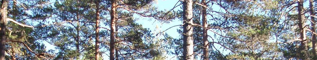 Skogsmark På fastigheterna har det utförts en skogsinventering i oktober 2015 av Jerker Axelsson.