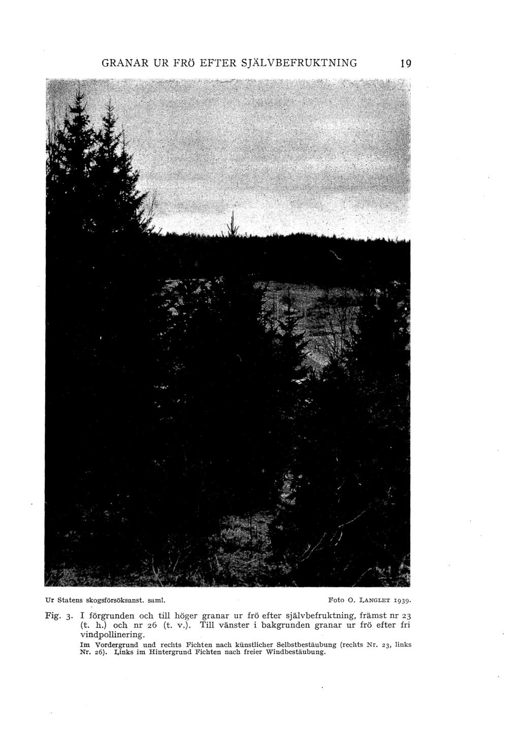 GRANAR UR FRÖ EFTER SJÄLVBEFRUKTNING 19 Ur Statens skogsförsöksanst. sam!. Foto O. I,ANGLET I939 Fig. 3 I förgrunden och ti höger granar ur frö efter sjävbefruktning, främst nr 23 (t. h.) och nr z6 (t.