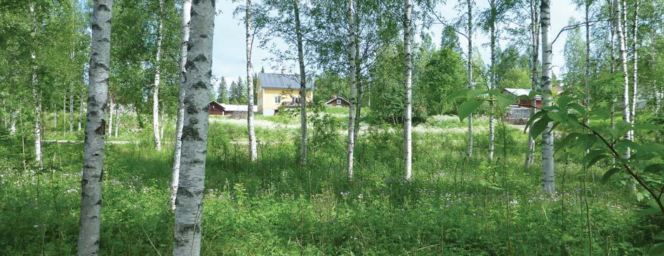 För att bevara skogen i så stor utsträckning som möjligt och för att dölja vägen något från intilliggande bebyggelse sparas björkarna i så stor omfattning som möjligt.