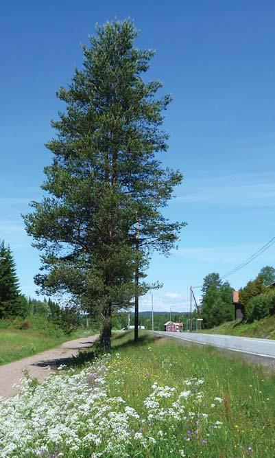 1 Inledning Detta förenklade gestaltningsprogram ingår i vägplan för riksväg 66 Malung Sälen delen Östra Tandö Bu, Malung Sälens kommun.