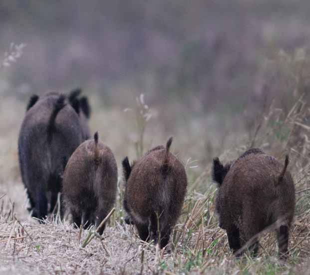 Foto: Mostphoto Vilka typer av vildsvin som skjuts varierar mellan de olika jaktformerna. Jämfört med en slumpmässig avskjutning var vuxna hondjur underrepresenterade vid vakjakt.