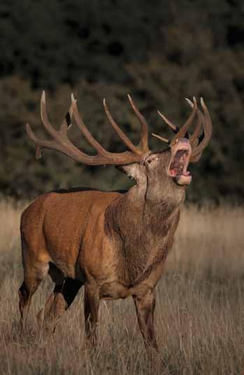 Foto: Mostphotos Foto: Mostphotos Kronhjort Hjort, hind och kalv. Upp till 150 cm i mankhöjd och 100-250 kg.