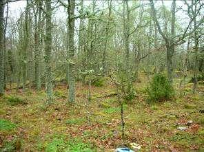 Figur 3. Exempel på halvöppen miljö, cirkel 11, mittek omgiven av ekar.