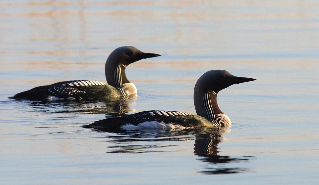 Foto: Juha Soininen 8 STORLOM Om storlommen Storlommen är en fågel som är känd för sitt karaktäristiska läte - ett starkt utdraget och klagande skri, kok-kloi.