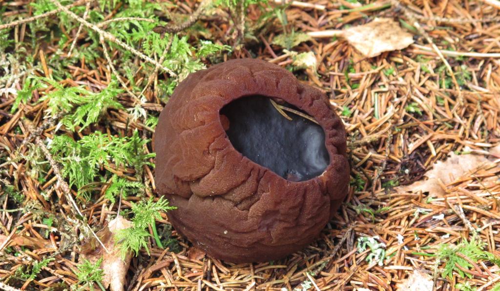 Foto: Länsstyrelsen i Södermanlands län 1 BOMBMURKLA Om bombmurklan Bombmurklan är en svamp som utseendemässigt påminner om en chokladbakelse.