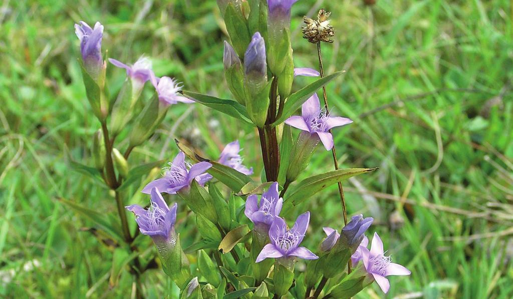 Foto: Tommy Karlsson 3 FÄLTGENTIANA Om fältgentiana Fältgentiana är en ettårig blomma som trivs bäst i artrika och kvävefattiga ängs- och betesmarker.