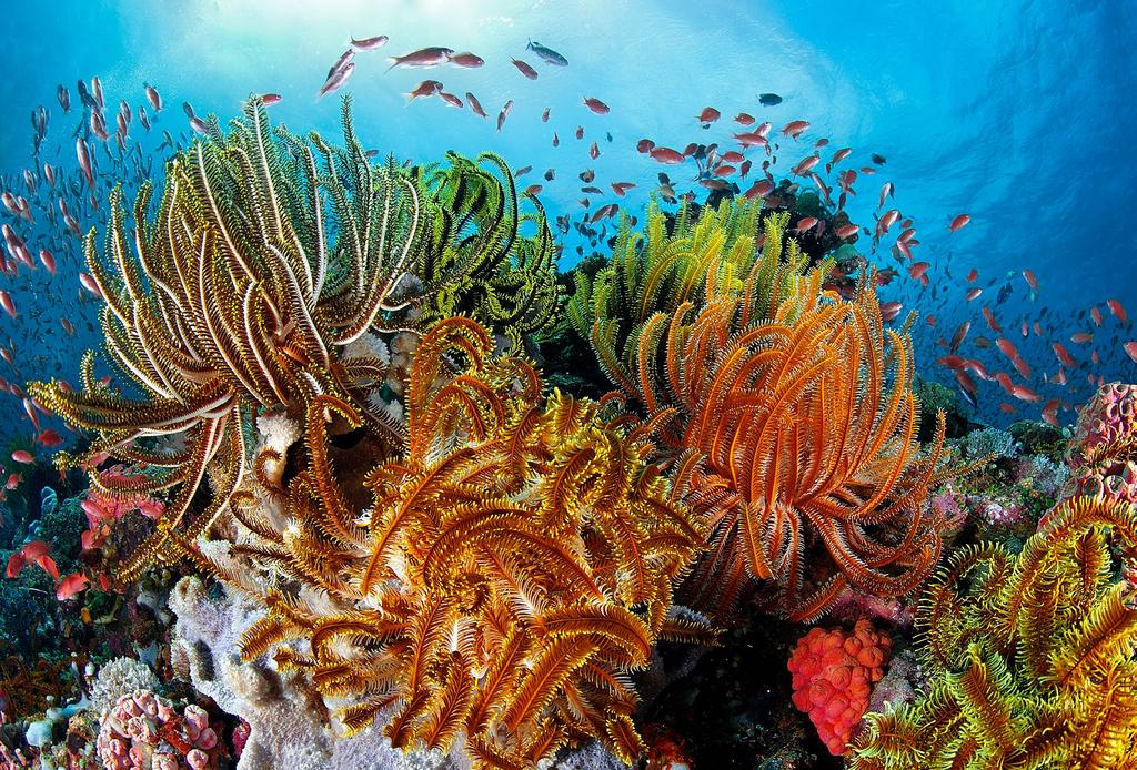 echinodermata: crinoidea Liljestjärnor påminner för ett otränat öga mycket om blommor (namnet Crinoidea kommer från grekis kans krinon = lilja och eidos = form).
