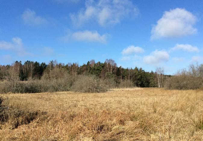 Potential: Att ta hand om dagvatten från exploateringen (måste utredas vidare). Att använda våtmarken som rekreationsmiljö genom anläggning av spänger.
