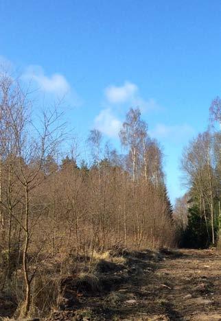 3 ATURTYPER 3.5 KALHYGGE BERGSVÄGG SKOGSVÄG PLAOMRÅDE Stora delar av området är avverkat och består av öppen mark samt en del björkuppslag.