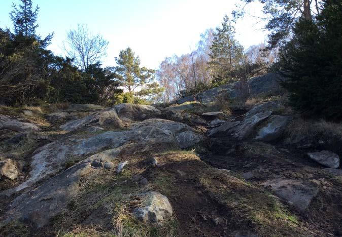 3 ATURTYPER 3.6 KRAFTLEDIGSGATA SKOGSVÄG PLAOMRÅDE Enligt aturcentrum AB (2015, s. 11) består området av gräsmark med en del hällar, rik på enbuskar och slån. Området hävdas genom slyröjning.