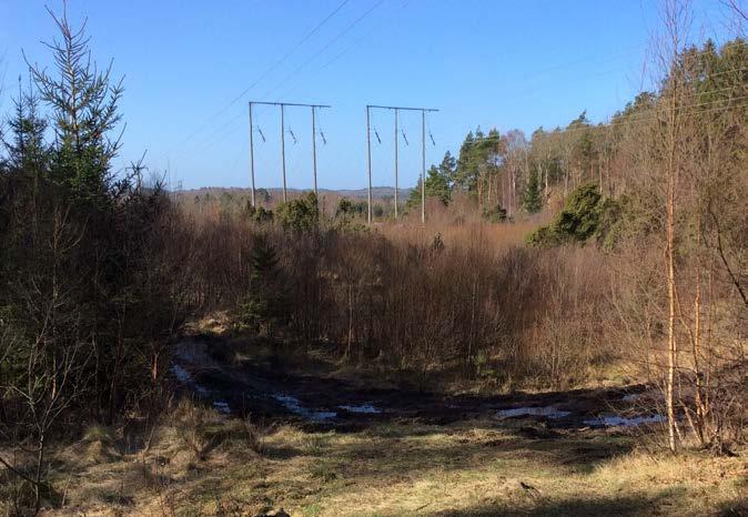 Enligt naturvärdesinventeringen har delar av området visst biotopvärde, särskilt i områdets kantzoner där inslaget av blommande örter och lövsly ökar.