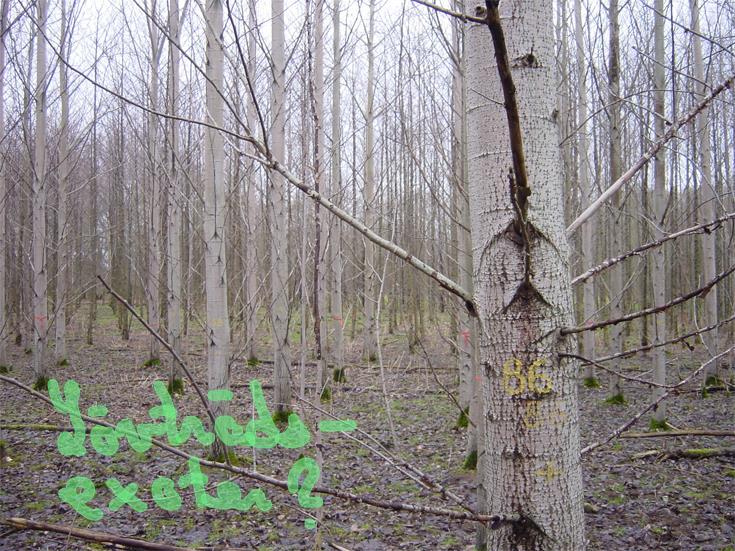 Snabbväxande lövträd Hybridasp