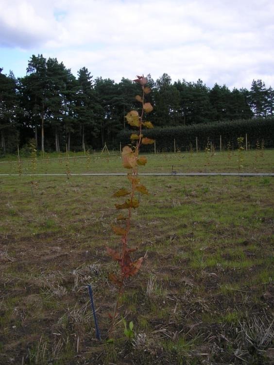Snabbväxande lövträd Hybridasp - Hög produktion - Funkar i stor del av landet - Odlingsmaterial finns - Måste