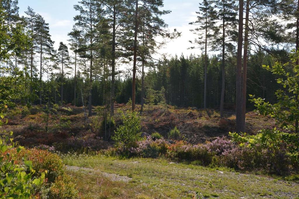 Nybro Holmaryd 1:8 Skogsmark Skogsmarken om 66,8 ha domineras av tall med inslag av gran och löv samt lite ek. Det totala virkesförrådet har uppskattats till 6100 m³sk.