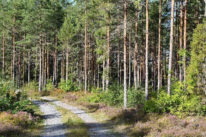 5,9 ha är S2 skog och 7,2 är S1 skog, enligt skogsbruksplan upprättad 2017 av Skog och Lantbruk, vilket motsvarar ca 92 m³sk/ha. Medelbonitet på 5,2 m³sk/ha och år.