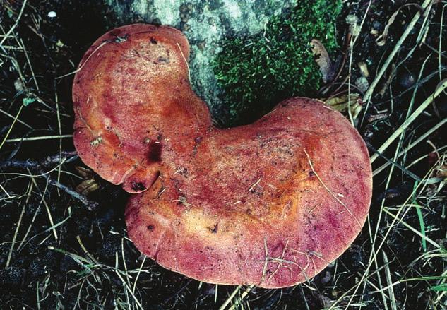 Hotade tickor på ek i Litauen Över 6 000 ekar och ekstubbar runt om i Litauen har svampkännarna Stellan Sunhede och Rimvydas Vasiliauskas fingranskat.