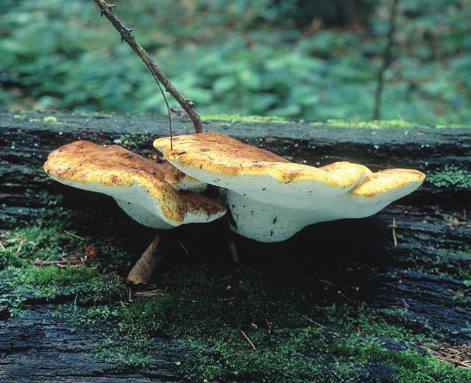 Figur 6. Tungticka Piptoporus quercinus. Mogna fruktkroppar på fallen grov stamved av ek. Litauen, Alytusdistriktet, Punia, Punios Šilas, 29/7 1996. Foto: Stellan Sunhede. Piptoporus quercinus. Mature fruiting bodies on remnants of a thick fallen trunk of Quercus robur.