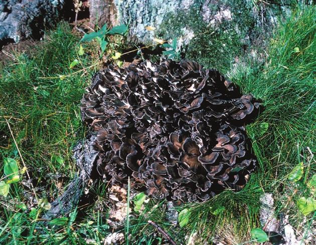 Figur 2. Korallticka Grifola frondosa. Mogen fruktkropp med mörka hattar, på stambas, liksom alla litauiska fynd växande på ek. Småland, Jönköping, Österäng, 9/9 1977. Foto: Stellan Sunhede.