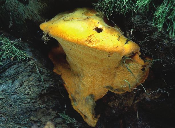 Foto: Stellan Sunhede. Hapalopilus croceus. Top: Two fresh fruiting bodies on 1.1-m-thick, living Quercus robur. Lithuania, Kaunas district, Kaunas, Kauno A žuolynas, 19 July 1996.