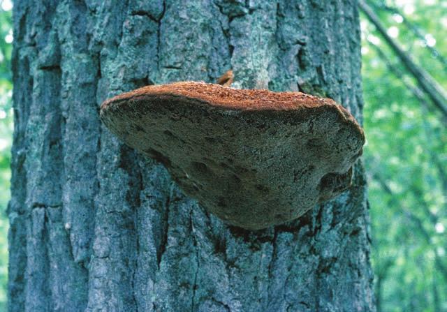 TICKOR I LITAUEN Figur 5. Kärnticka Inocutis dryophila. Mogen fruktkropp med rödbrun, filtig hatt ovan sida. Poryta med gropar där vätskedroppar tidigare utsöndrats.