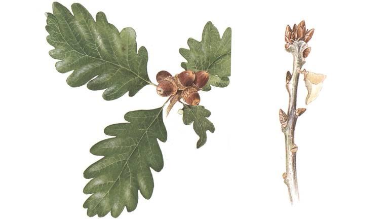 Ollonen är oskaftade och samlade som en druvklase (därifrån namnet druvek). Bergekens knoppar är också spetsigare än ekens. Ek (stjälkek, skogsek).