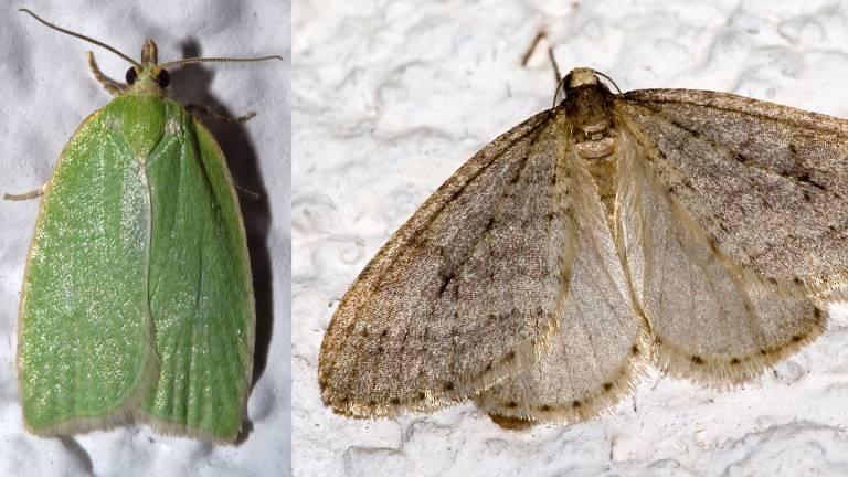 Ekvecklare (Tortrix viridana), foto Kurt Kulac, och allmän frostfjäril (Operophtera brumata), foto Olaf Leillingar.