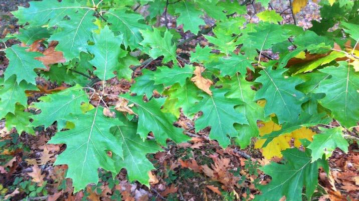 Rödek (Quercus rubra) Rödek (Quercus rubra L.) är ett introducerat trädslag som visat sig kunna växa väl i södra delarna av Sverige.