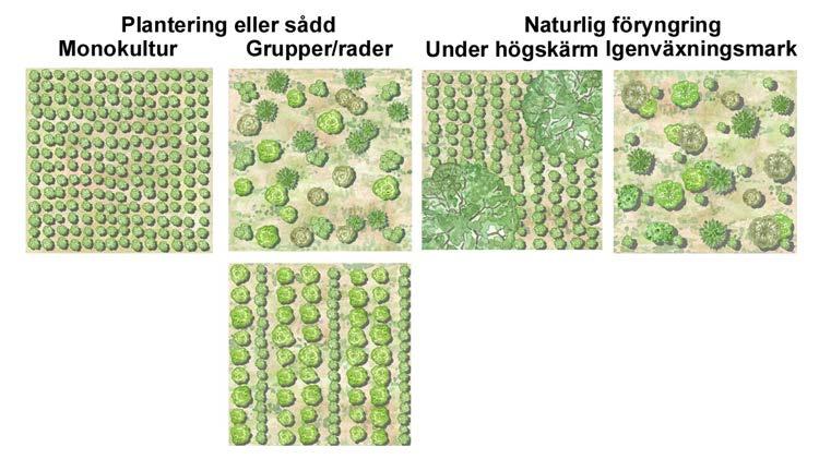 Skötselsystem för ekskog - föryngringsmodeller Här illustrerar vi de olika grundmodellerna för anläggning av en ekskog. Profilbilderna föreställer ett tvärsnitt från beståndet med 20 meters bredd.