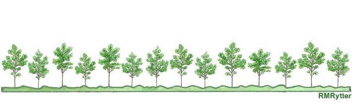 En jämn föryngring med 5000 plantor per hektar. Illustration Rose-Marie Rytter.