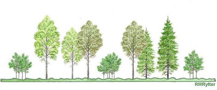 Grupper med 3-5 plantor per grupp planteras med 8 meter mellan grupperna. Det ger knappt 160 grupper per hektar, och totalt knappt 500 plantor per hektar.