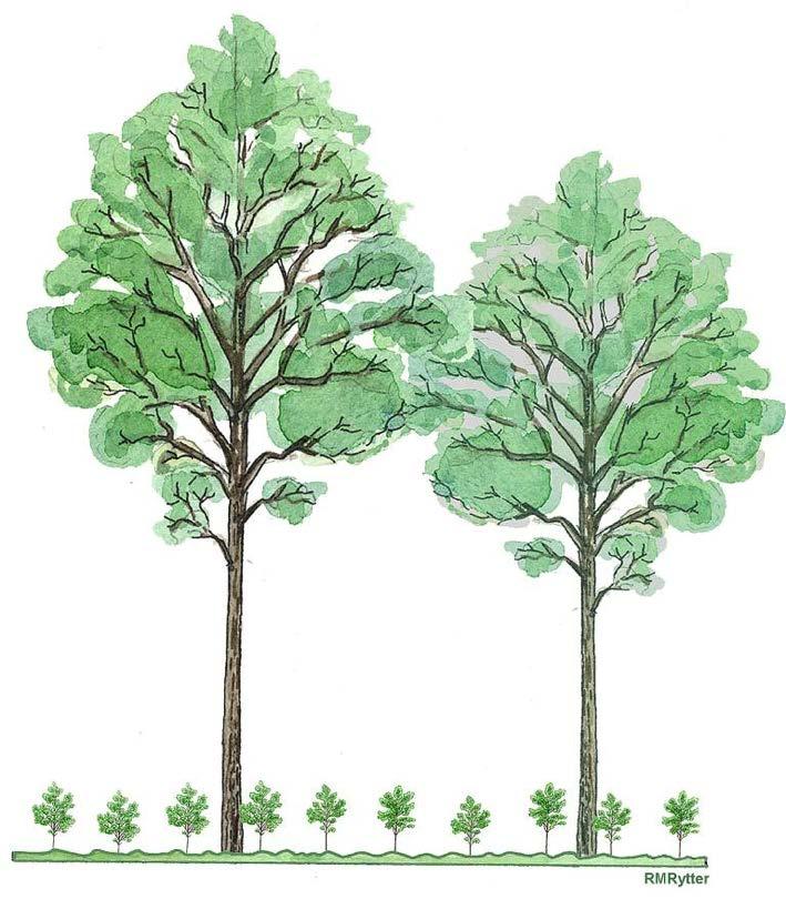 Beståndet ljushuggs i anslutning till ollonår. Ett nytt bestånd etableras under skärmträden, som sedan avvecklas. Illustration Rose-Marie Rytter.